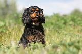 CAVALIER KING CHARLES 169